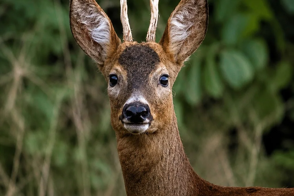 Rehbock am grünen Waldrand – lebendes Wild in einem unserer fränkischen Reviere