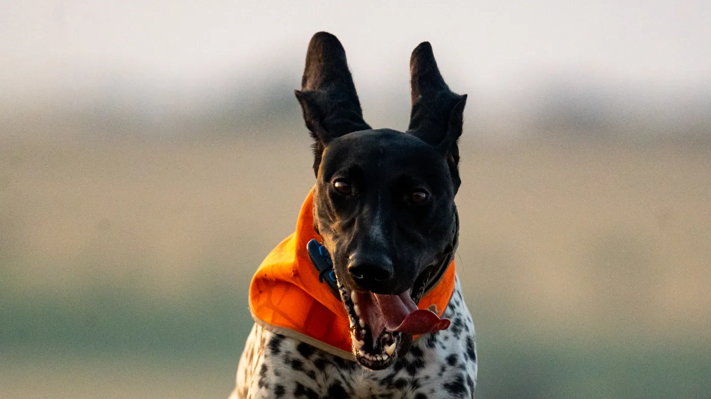 Jagdhund in Warnweste im Feld