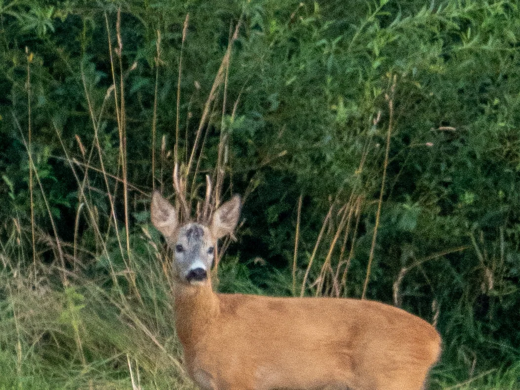 Rehbock im hohen Gras am Waldrand