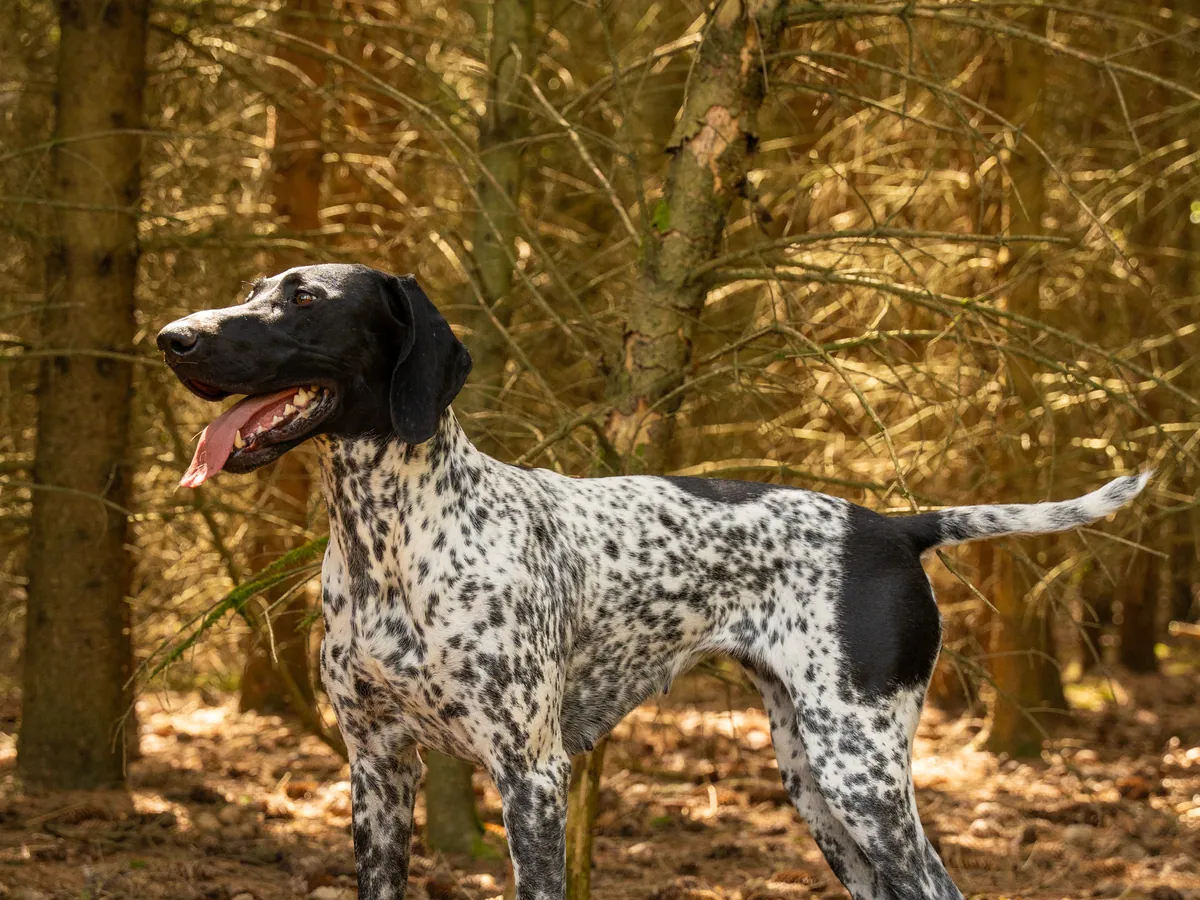 Jagdhund vorstehend im Wald